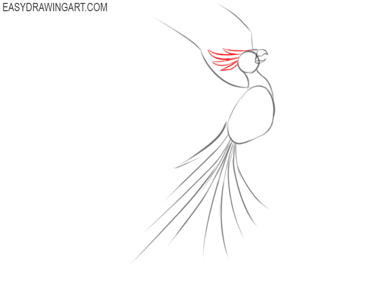 how to draw a beautiful phoenix