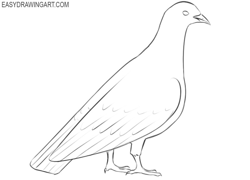 how to draw a cartoon pigeon step by step