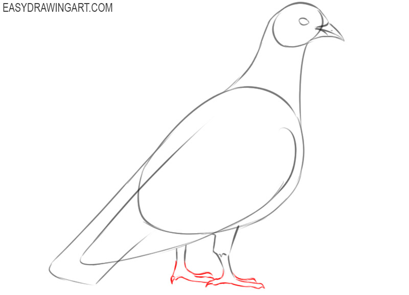 how to draw a picture of a pigeon