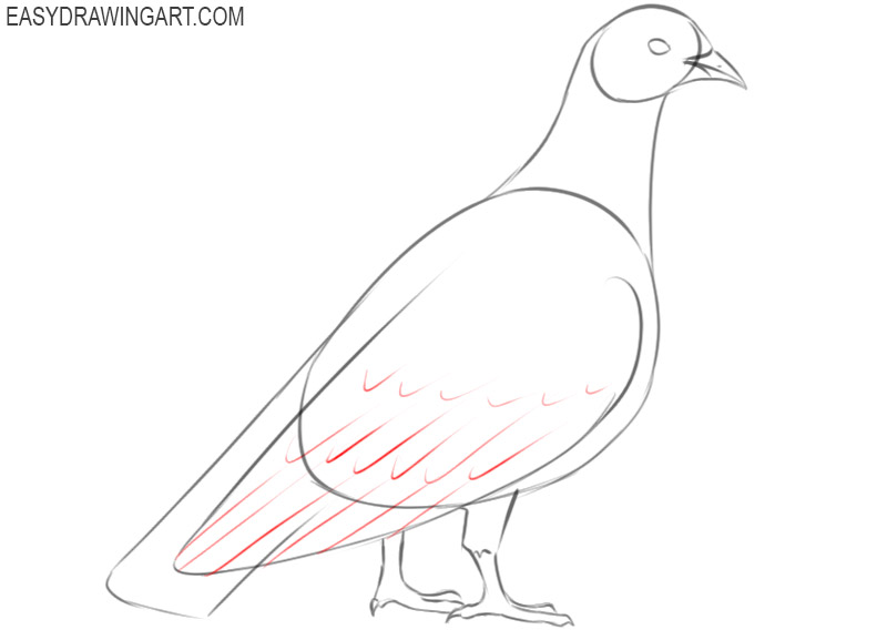 how to draw a pigeon bird