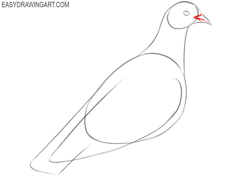 how to draw a pigeon easily