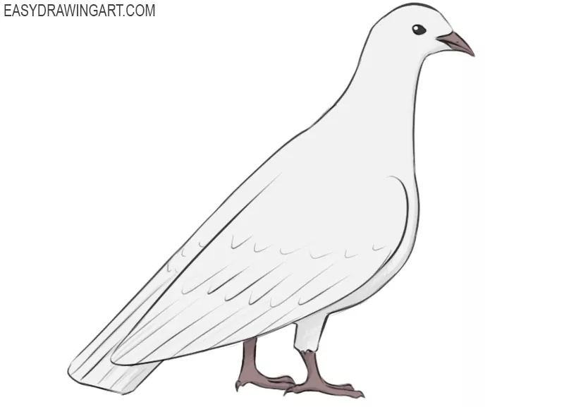 how to draw a pigeon