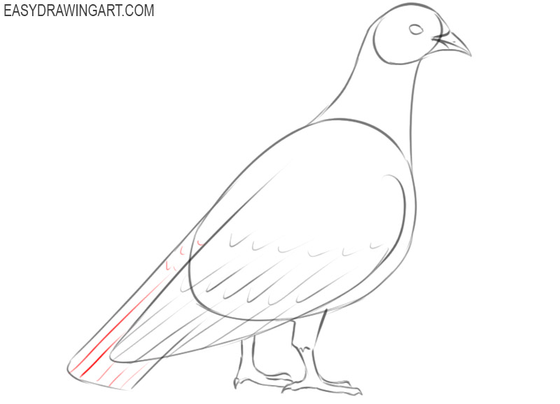 how to draw beautiful pigeon