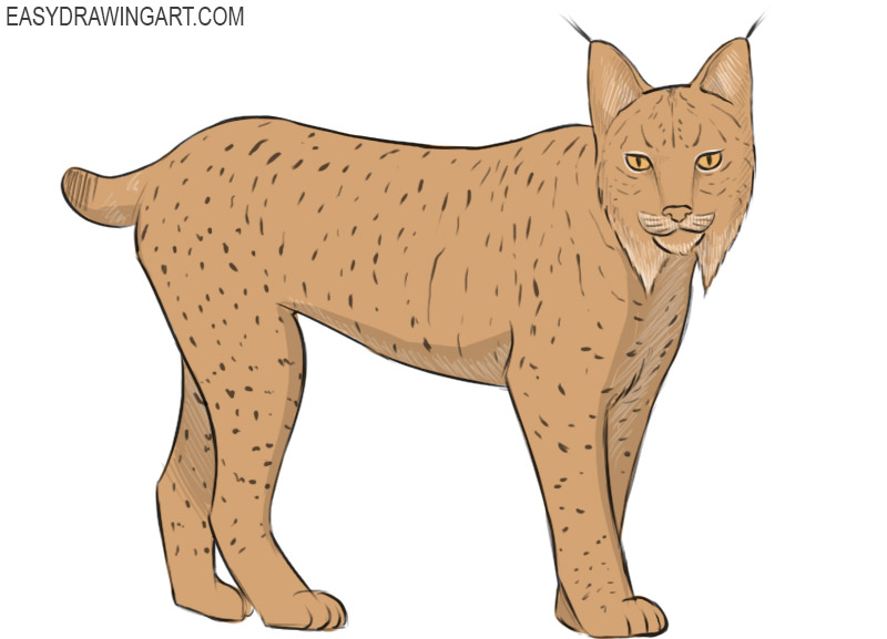 How to Draw a Lynx