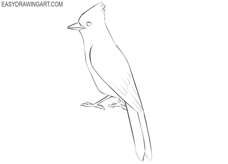 blue jay drawing step by step 