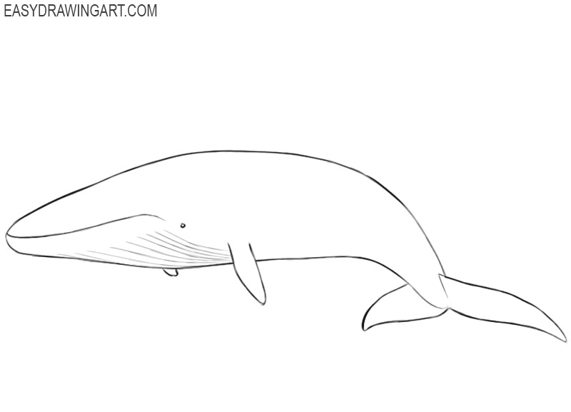 blue whale drawing step by step 