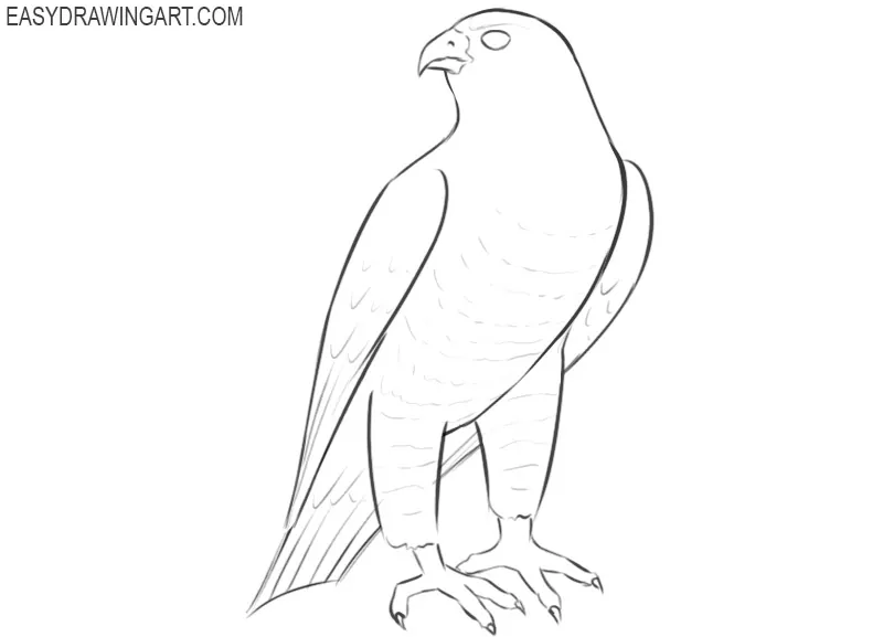 easiest way to draw a falcon 