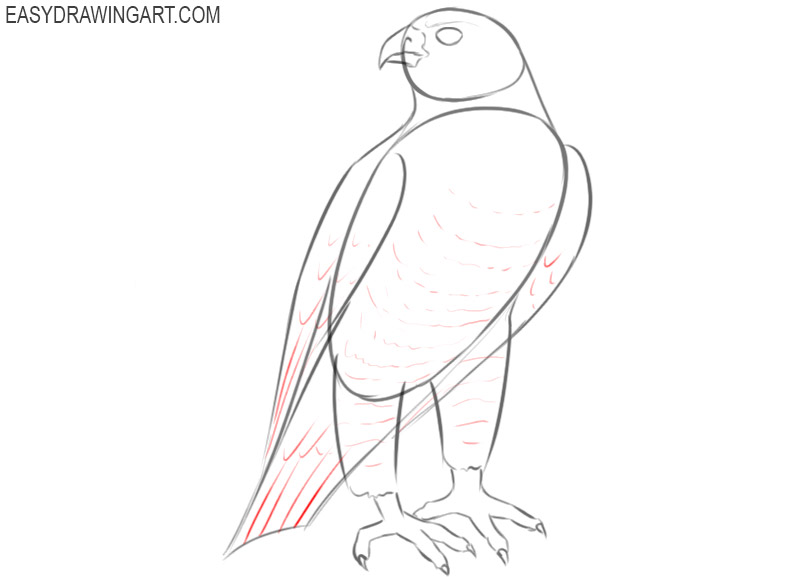 easy way to draw a falcon