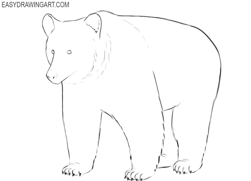 grizzly bear drawing images 