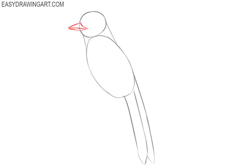 how to draw a blue jay easy step by step