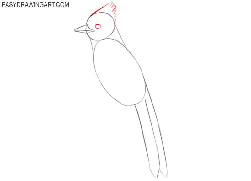 how to draw a blue jay easy