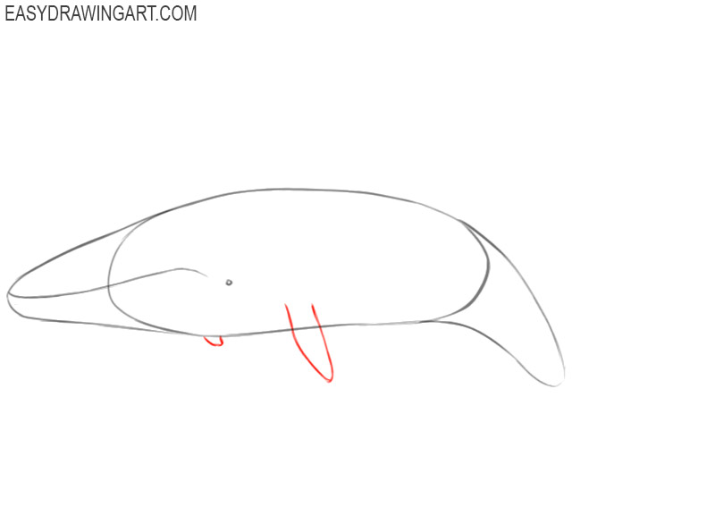 how to draw a blue whale body