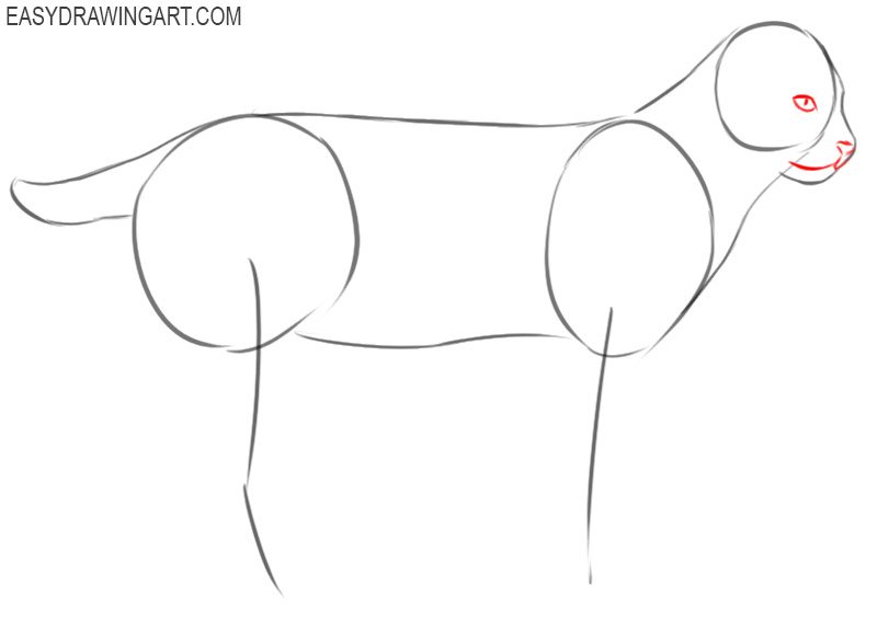 how to draw a cartoon bobcat