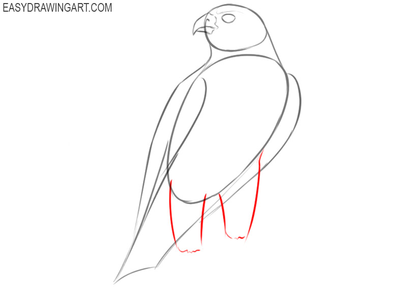 how to draw a cartoon falcon