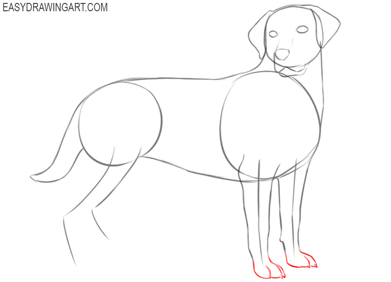 how to draw a cartoon labrador retriever 