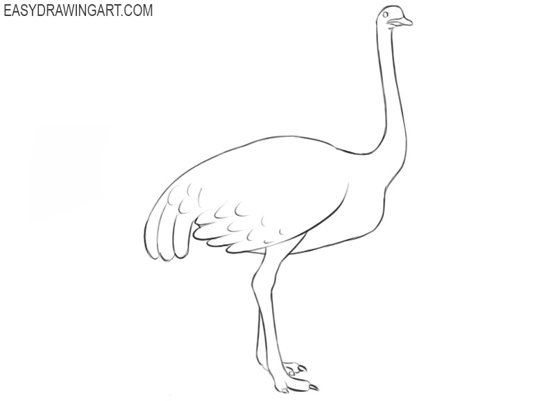 how to draw a cartoon ostrich step by step