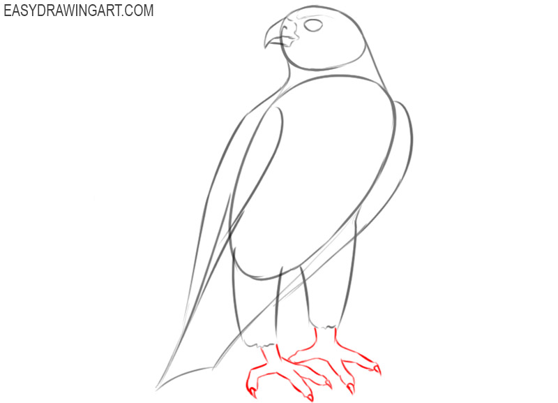 how to draw a cute falcon