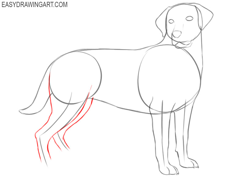 how to draw a cute labrador