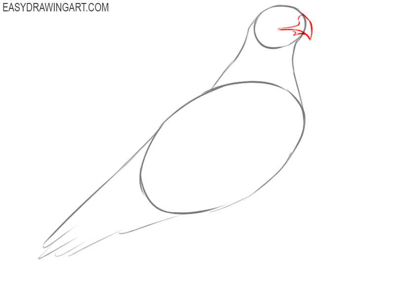 how to draw a hawk bird 