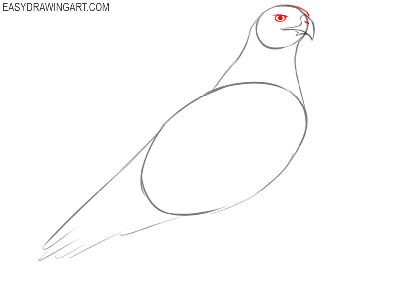 how to draw a hawk body