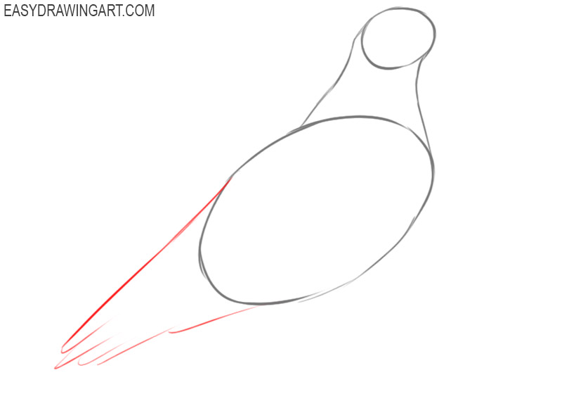 how to draw a hawk easy step by step