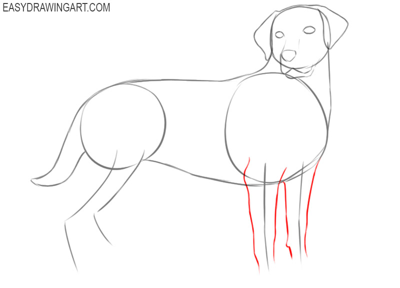 how to draw a labrador cartoon