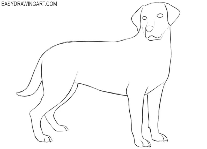 how to draw a labrador easy step by step