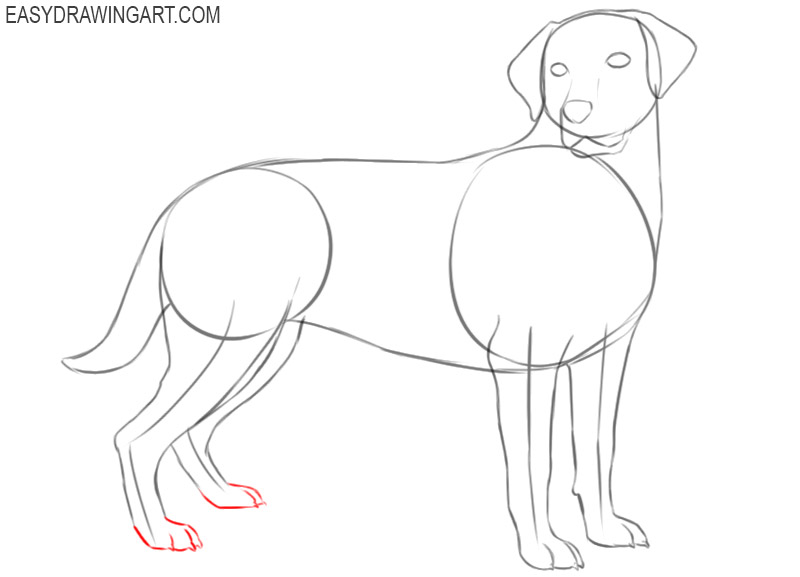 how to draw a labrador easy