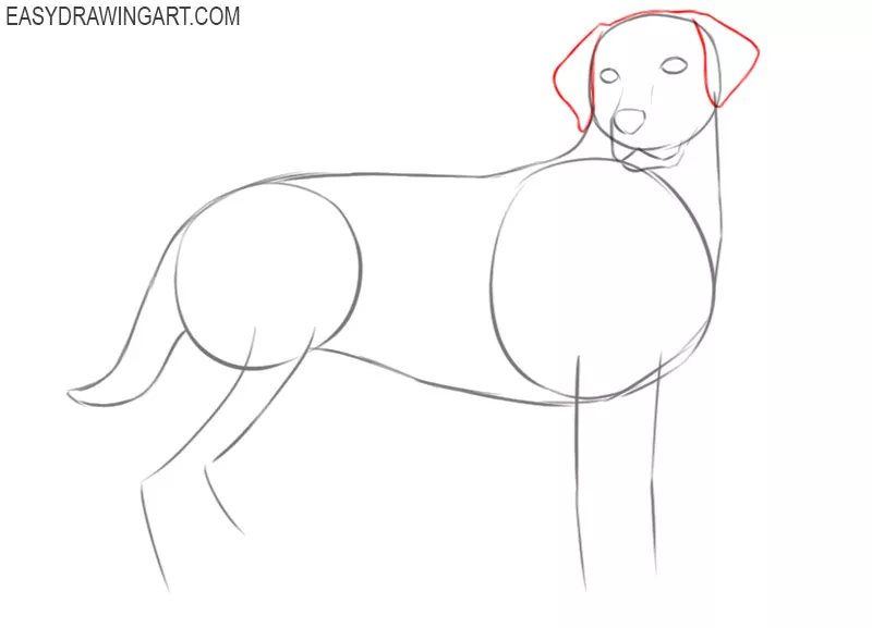 how to draw a labrador puppy easy