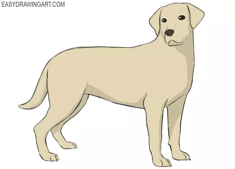 how to draw a labrador