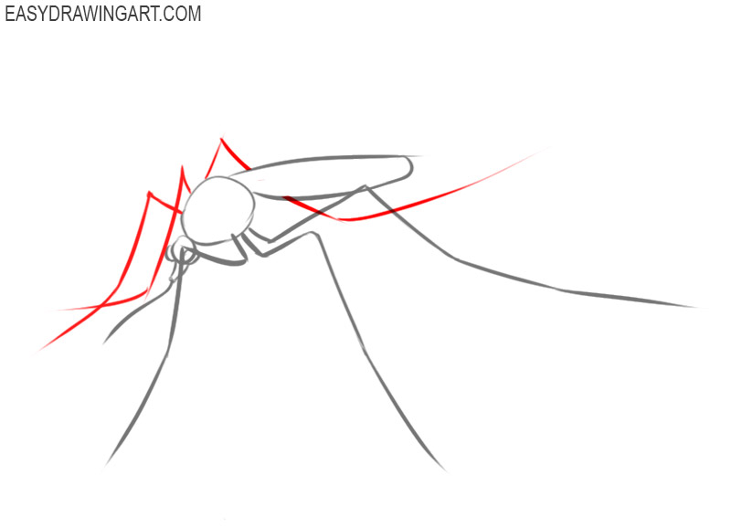 how to draw a mosquito easy step by step 