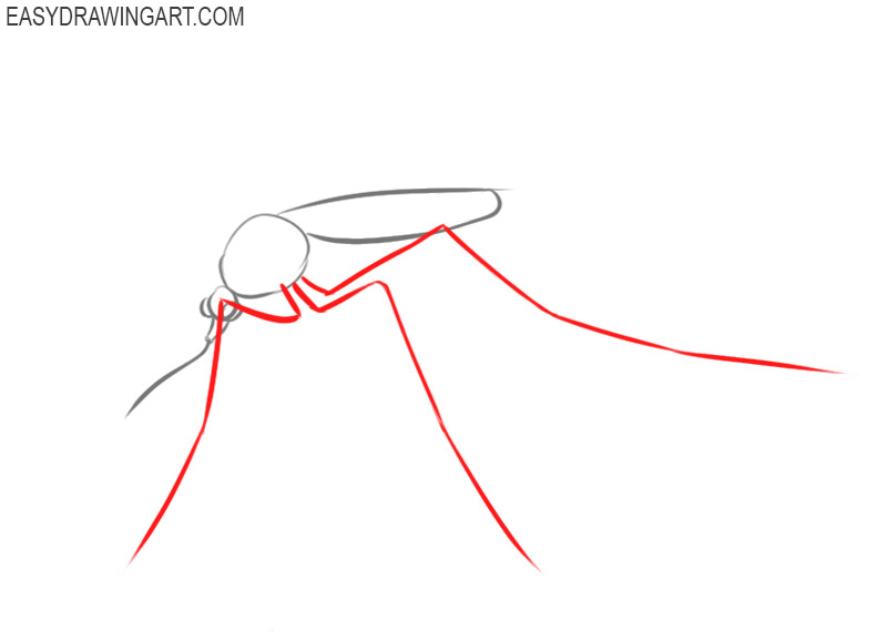 how to draw a mosquito step by step 