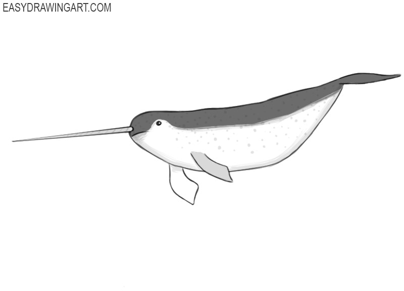 how to draw a narwhal