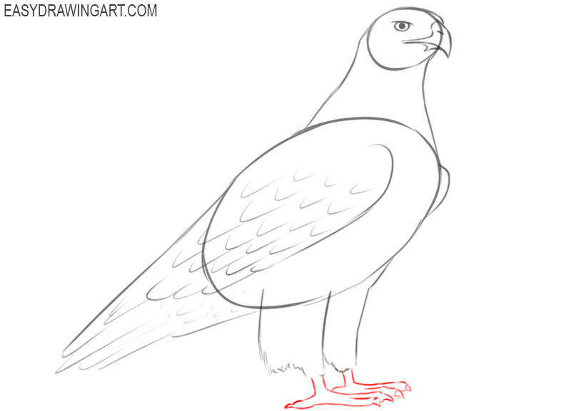 how to draw a picture of a hawk 