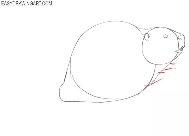 how to draw a simple beaver step by step