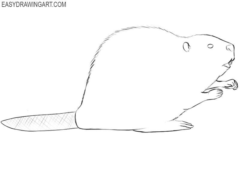 how to draw a small beaver