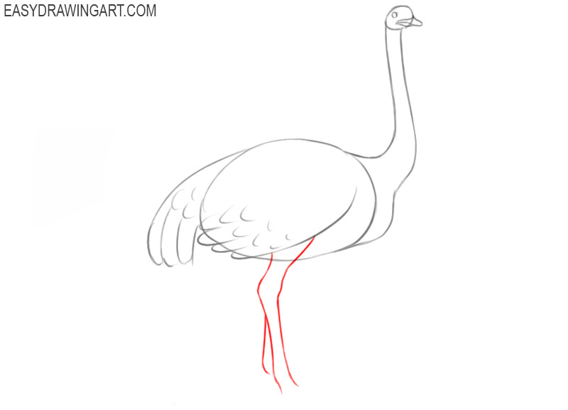 how to draw an easy cartoon ostrich