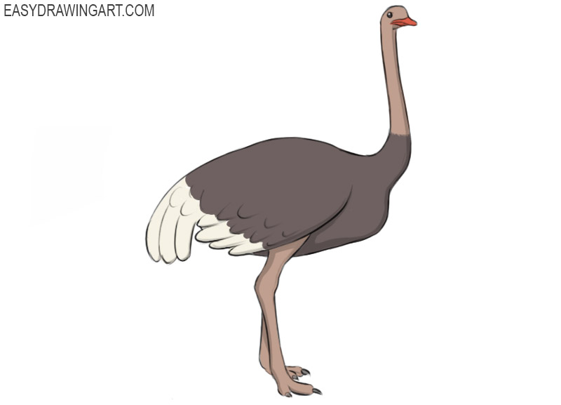 how to draw an ostrich