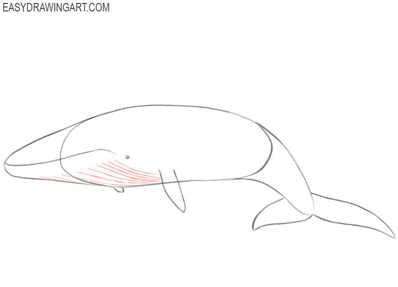 how to draw blue whale images 