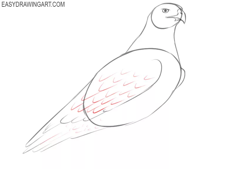 step by step instructions on how to draw a hawk
