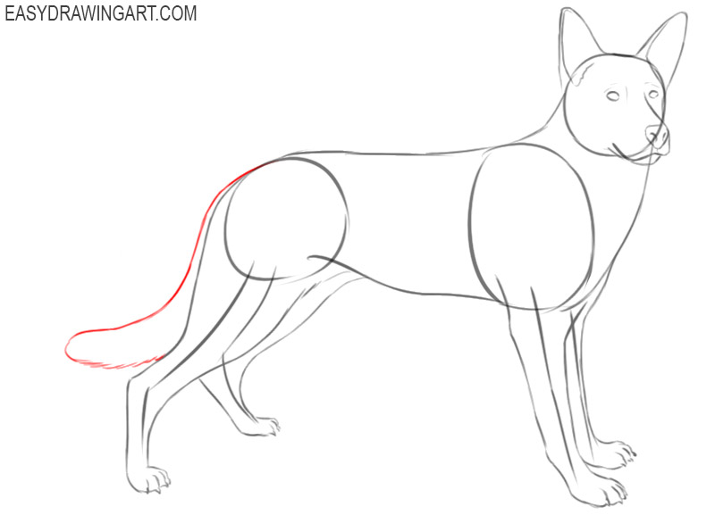 steps on how to draw a german shepherd