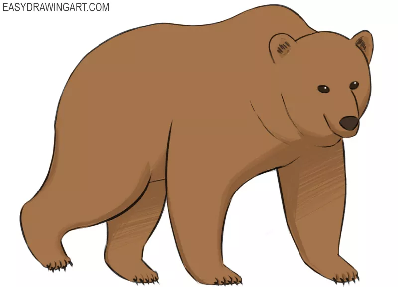 how-to-draw-a-bear-easy-drawing-art