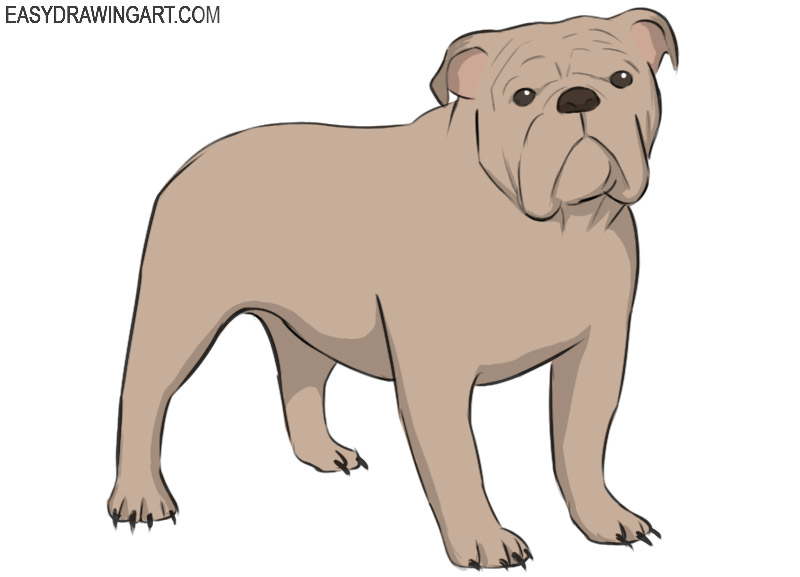 How to Draw a Bulldog - Easy Drawing Art