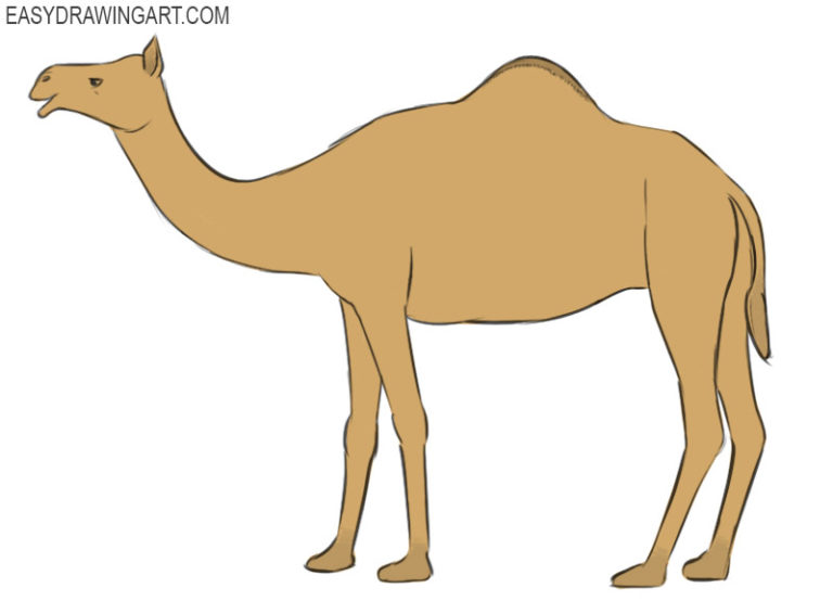 How to Draw a Camel Easy Drawing Art
