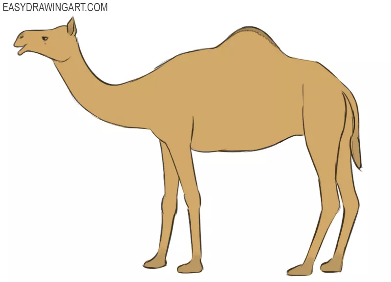 Camel Drawing Tutorial – Tim's Printables
