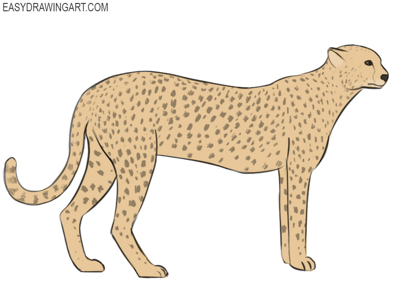 How to Draw a Cheetah