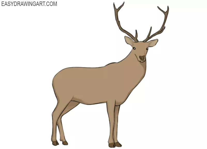 How to Draw a White-Tailed Deer - Easy Drawing Tutorial For Kids