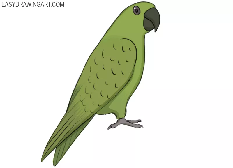 how to draw a Parrot  Easy Animals 2 Draw