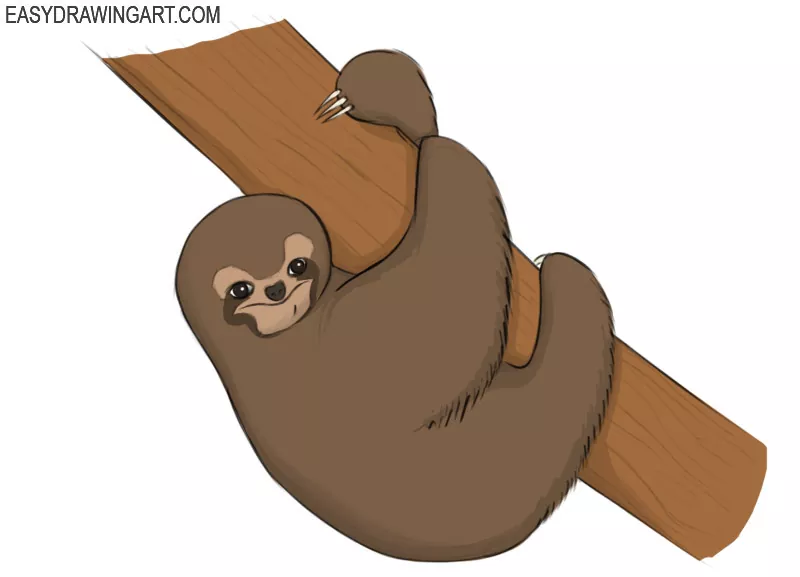 How To Draw A Sloth