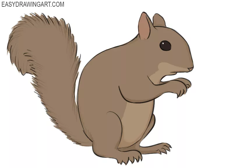 How To Draw A Squirrel Easy Drawing Art